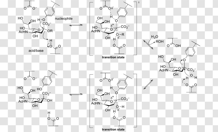 Sialidase Neuraminidase Hydrolysis Beta-galactosidase Cellulase - Reaction Mechanism - Experiments Transparent PNG