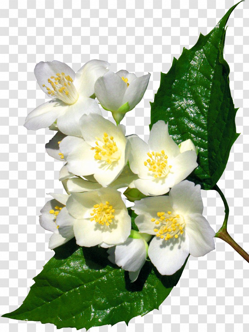Flower Jasminum Officinale Tulip Clip Art - Herbaceous Plant - White Transparent PNG