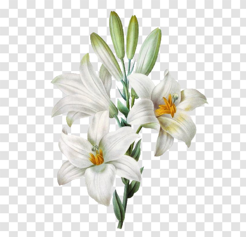 Madonna Lily Easter Watercolor Painting Flower - Lilium Transparent PNG