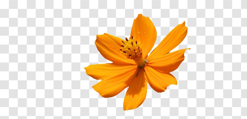 Petal Naver Blog Daisy Family Common Sunflower Dahlia - Flower - Daffodil Transparent PNG