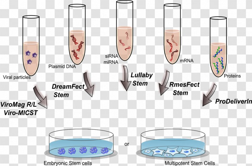 Transfection Stem Cell Lipofectamine Therapy - Dope Transparent PNG