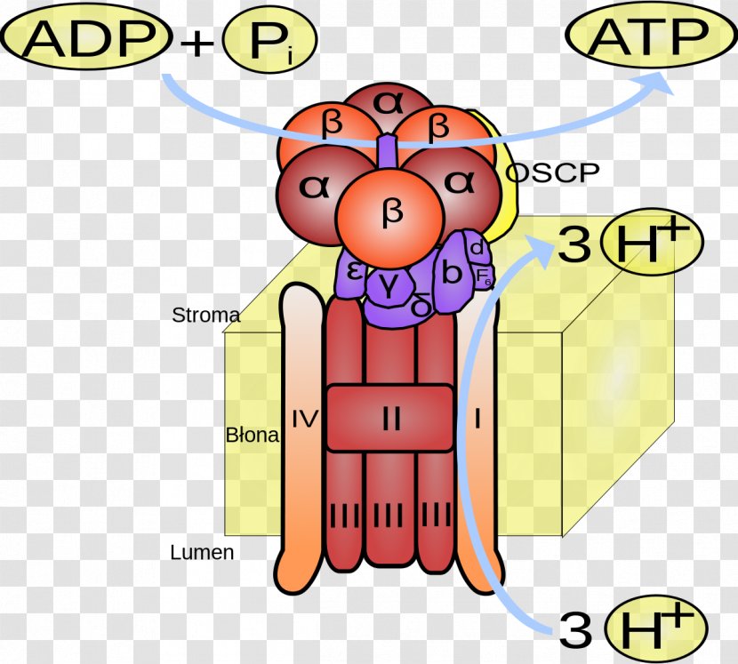 ATP Synthase Adenosine Triphosphate ADP/ATP Translocase Photophosphorylation - Watercolor - Atp Transparent PNG