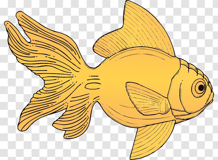 Goldfish Clip Art - Fish Pictures Transparent PNG