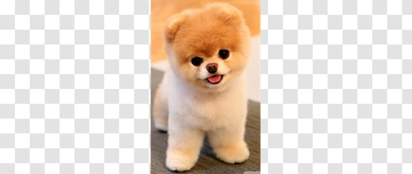 Pomeranian Puppy Chow Boo Stuffed Animals & Cuddly Toys - Cartoon Transparent PNG