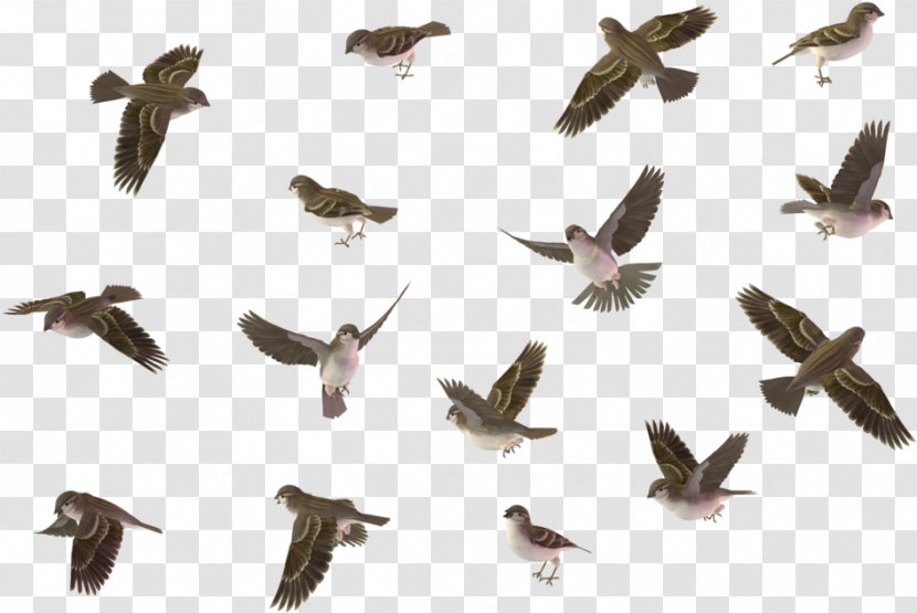 Bird Animal Migration Flock Pigeons And Doves - Falconiformes Beak Transparent PNG