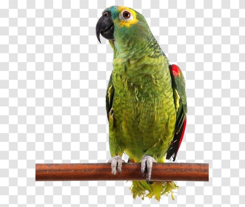 Bird Cockatoo Budgerigar Dog Cat - Animal - Parrot Transparent PNG