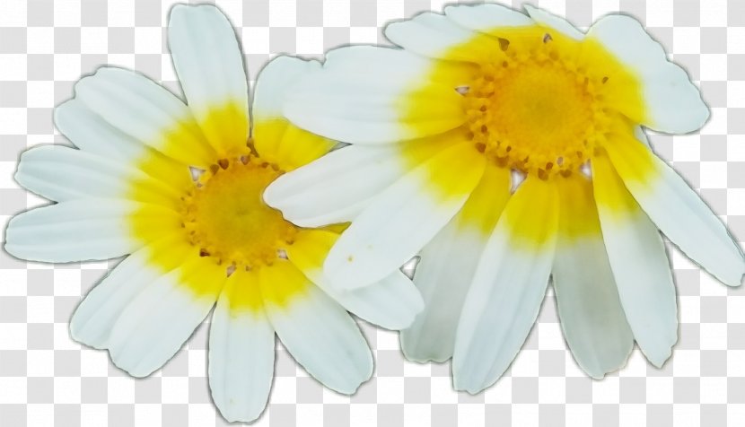 Daisy - Camomile - Flowering Plant Transparent PNG