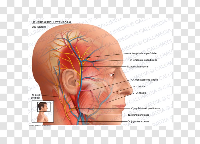 Auriculotemporal Nerve Superficial Temporal Artery Anatomy Facial - Tree Transparent PNG