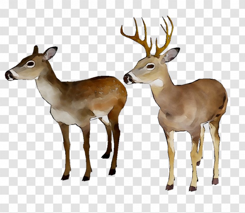 White-tailed Deer Reindeer Moschus Antler - Wildlife Transparent PNG