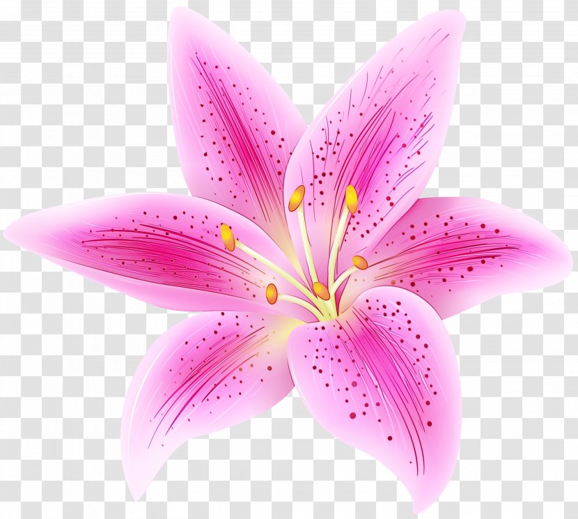 Clip Art Portable Network Graphics Flower Lily 'Stargazer' Arum-lily - Family Transparent PNG