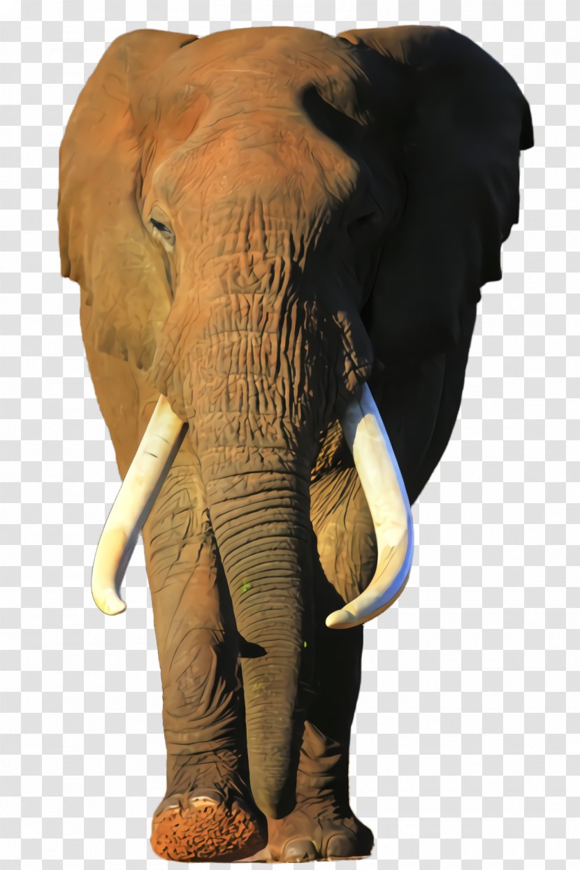 Indian Elephant - Terrestrial Animal - Tusk Working Transparent PNG