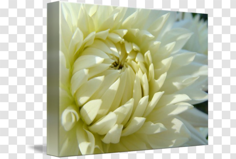 Dahlia Gallery Wrap Troutman Floristry Chrysanthemum - Christmas - Watercolor Transparent PNG