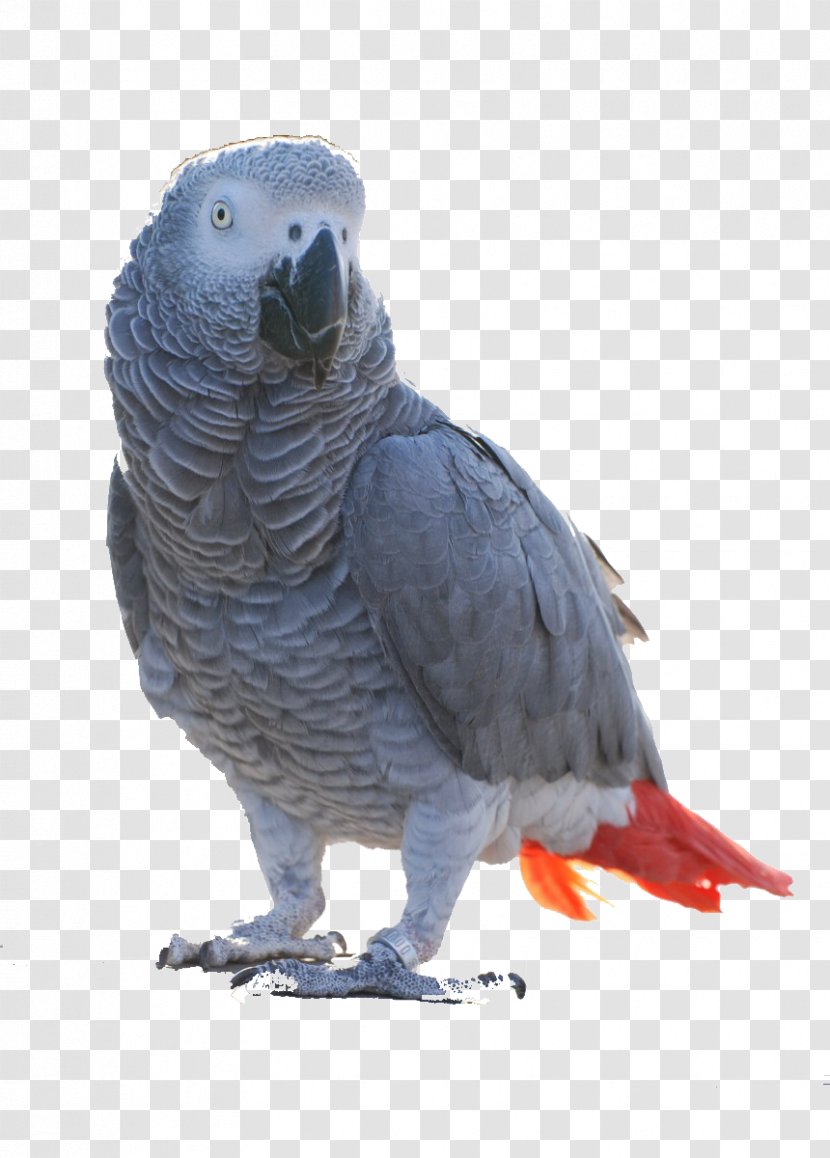 Bird Grey Parrot Alex Timneh Breeding Pair - Cockatoo Transparent PNG