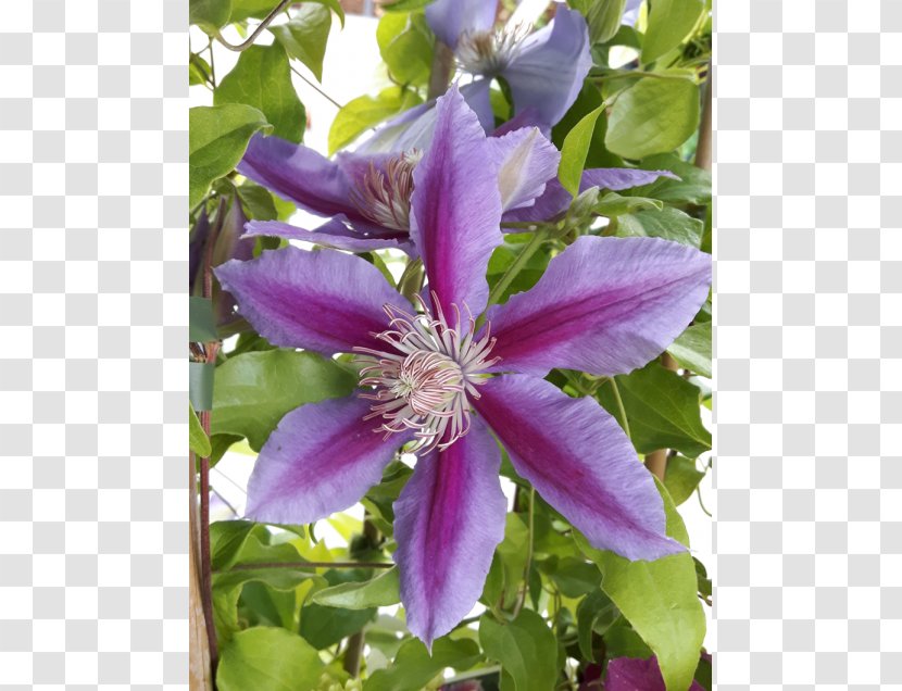 Leather Flower - Clematis Transparent PNG