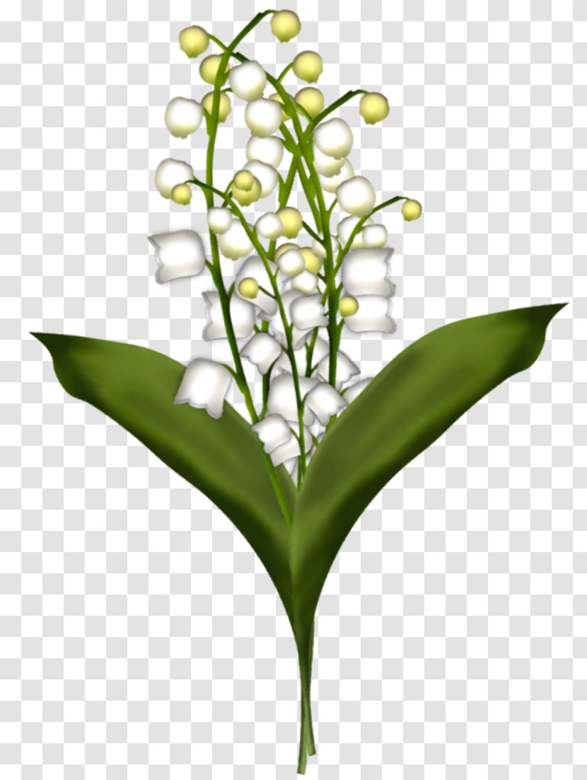 Cut Flowers Lily Of The Valley Drawing Plant Stem - Flower Transparent PNG