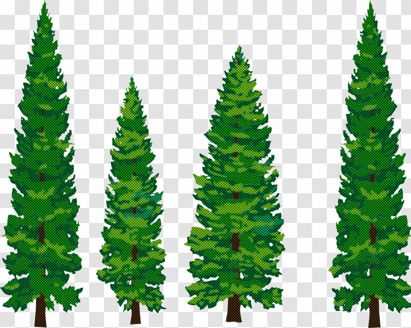 Shortleaf Black Spruce Balsam Fir Yellow Fir Oregon Pine Canadian Fir Transparent PNG