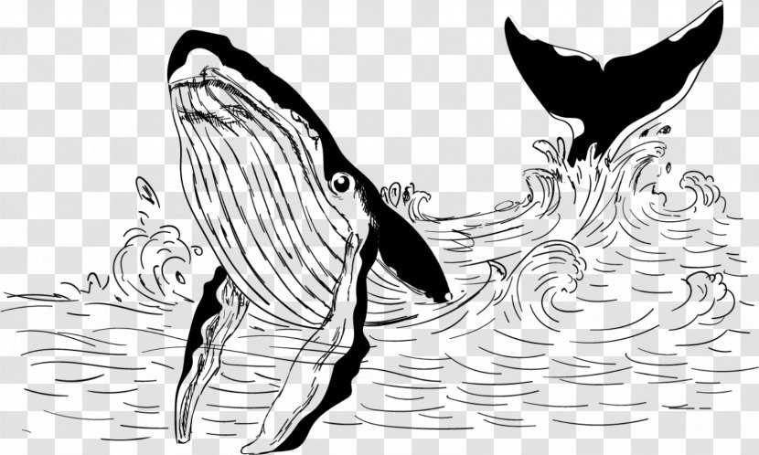 Killer Whale Beluga Blue - Cartoon - The Great Transparent PNG