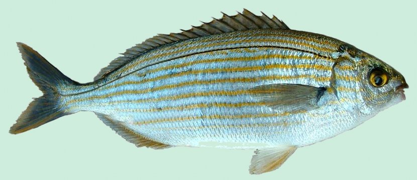 Mediterranean Sea Fishing Salema Porgy - Fauna - Fish Transparent PNG