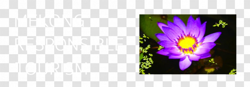 Desktop Wallpaper Violet Picture Frames Computer - Flora - Thailand Festival Transparent PNG