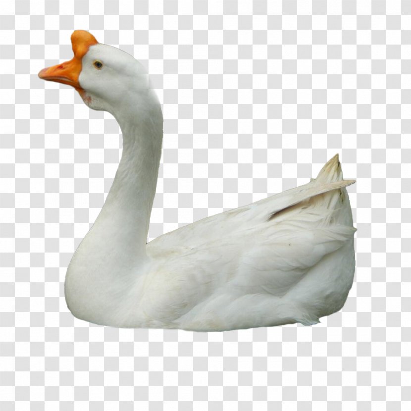 Duck Domestic Goose Cygnini - Gratis Transparent PNG