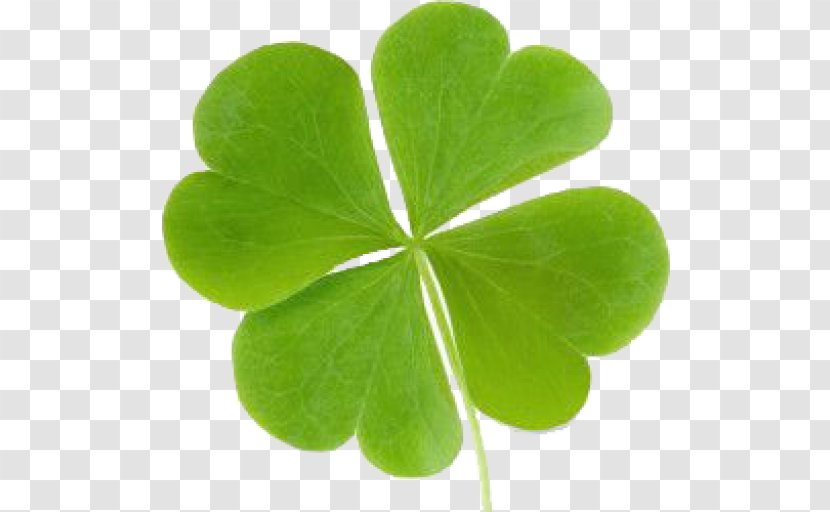 Four-leaf Clover Luck Shamrock Transparent PNG