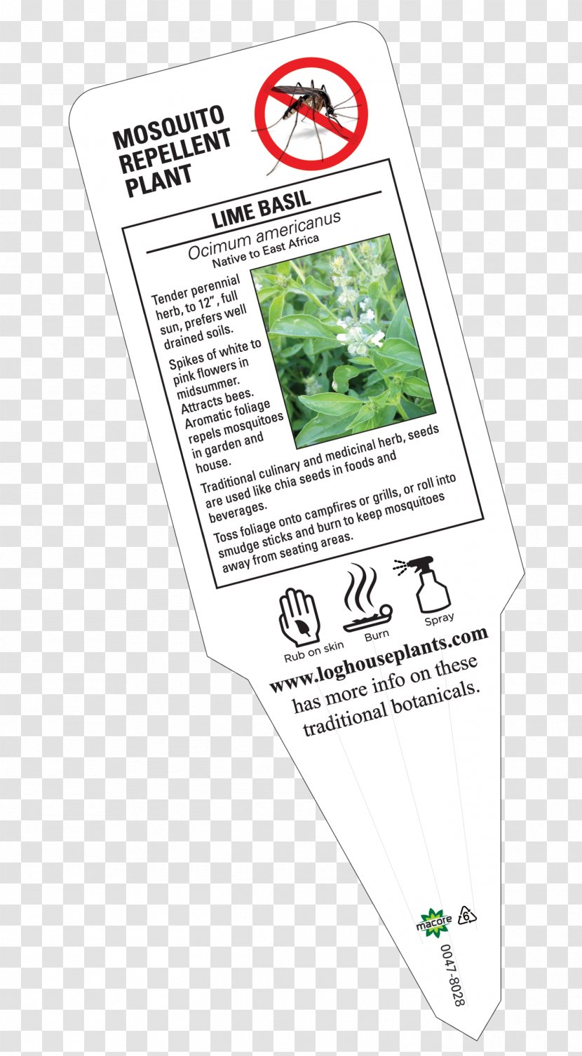 Catnip Plants Perennial Plant Basil Lavender - Lime Transparent PNG
