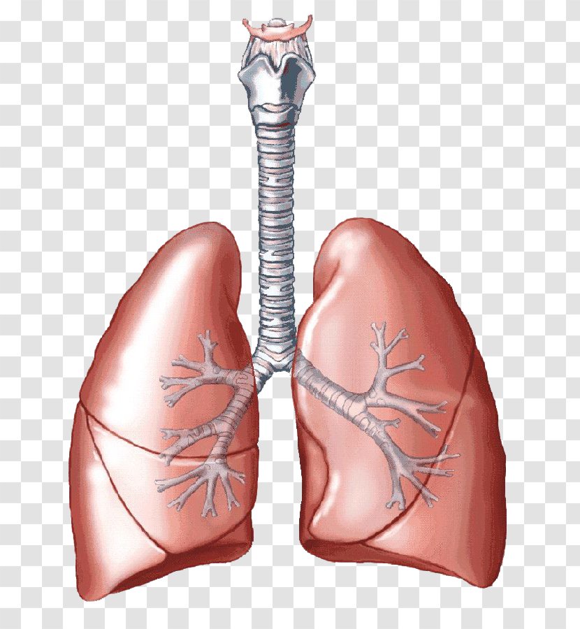 Lung Carbon Dioxide Breathing Respiratory System Human Body - Cartoon - Lungs Transparent Images Transparent PNG