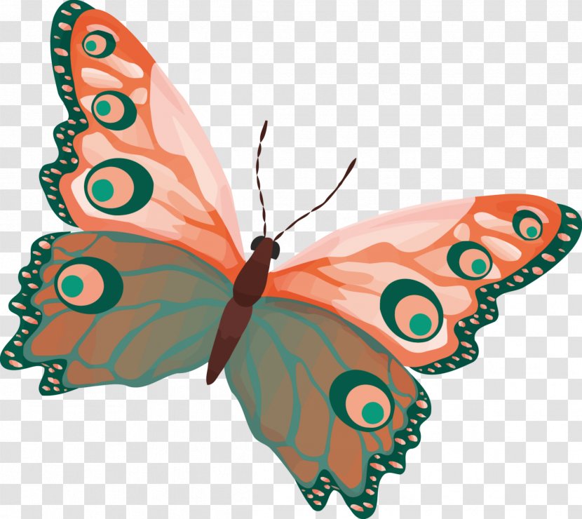 Butterfly Insect Drawing Color Clip Art Transparent PNG