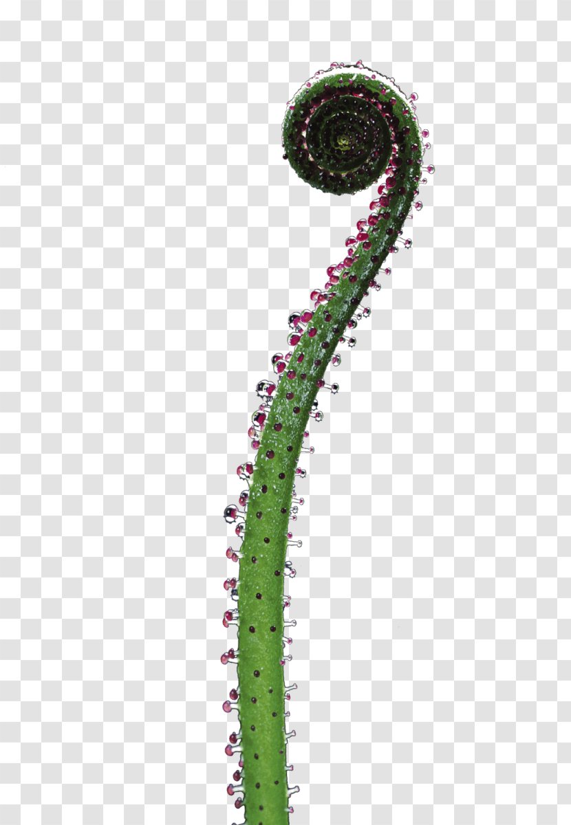 Carnivorous Plant Carnivore Venus Flytrap Drosera - Animal Transparent PNG