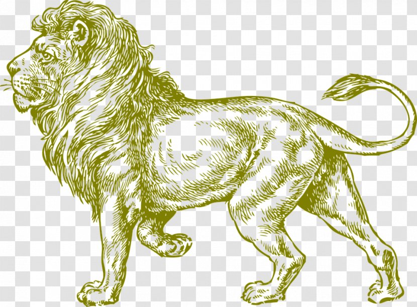 White Lion Drawing Black And Clip Art - Lion,animal,wild Animals Transparent PNG