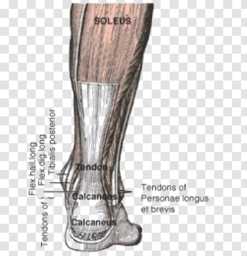 Achilles Tendon Tendinitis Muscle Injury - Watercolor - Muscular System Transparent PNG