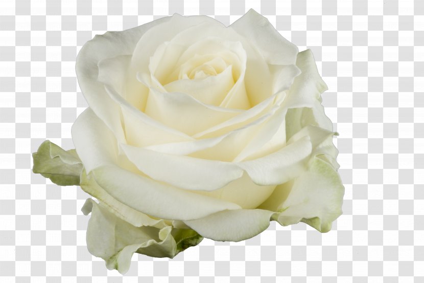 Garden Roses White Cut Flowers Floristry - Flower Transparent PNG