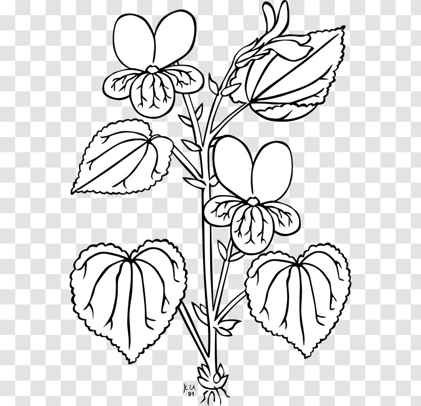 Viola Glabella Plant Clip Art - Tree - Sampaguita Drawing Transparent PNG