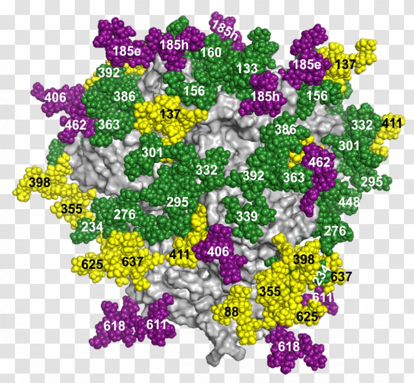 Glycosylation HIV Vaccine Glycan Glycoprotein Peptide - Floral Design - Scripps Research Institute Transparent PNG