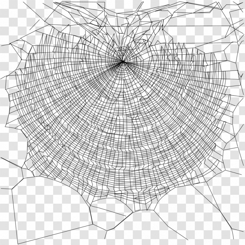 Spider Web Nephila Clavipes Silk - Area Transparent PNG