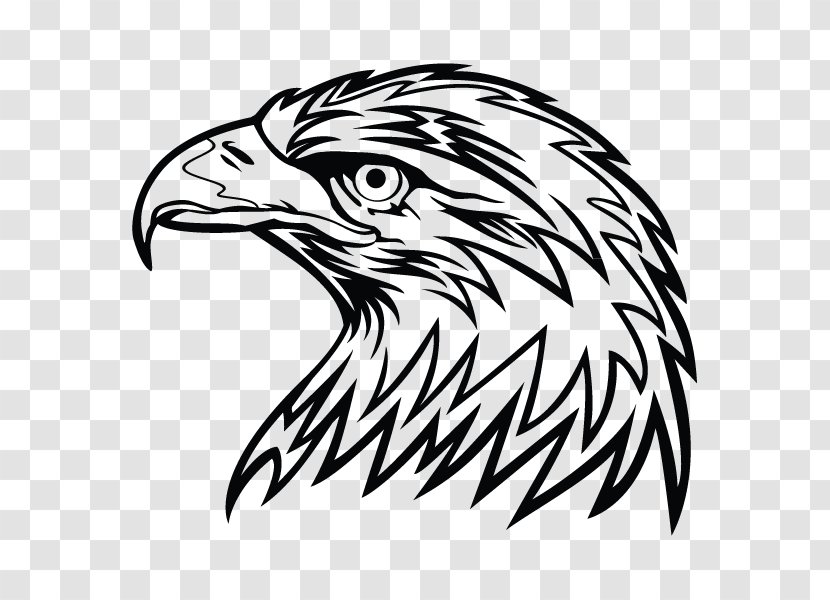 Bald Eagle Drawing Clip Art - Artwork - Hand-painted Owl Transparent PNG