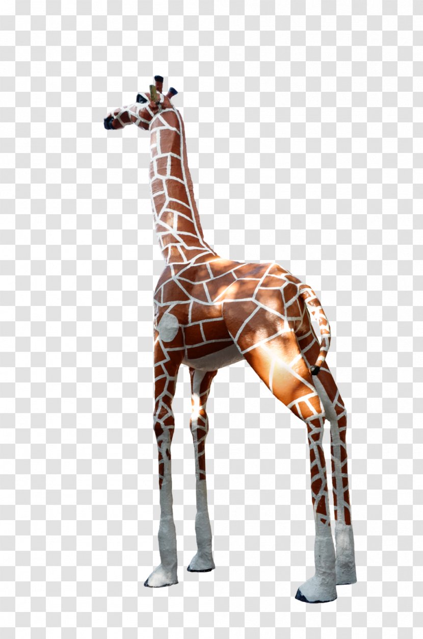 Giraffe Animal Mammal Neck Wildlife - Terrestrial Transparent PNG