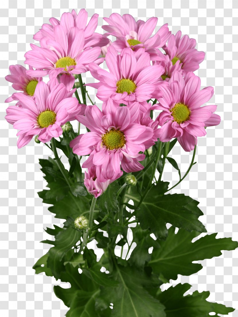 Garden Cosmos Marguerite Daisy Chrysanthemum Floral Design Cut Flowers - Chrysanths Transparent PNG