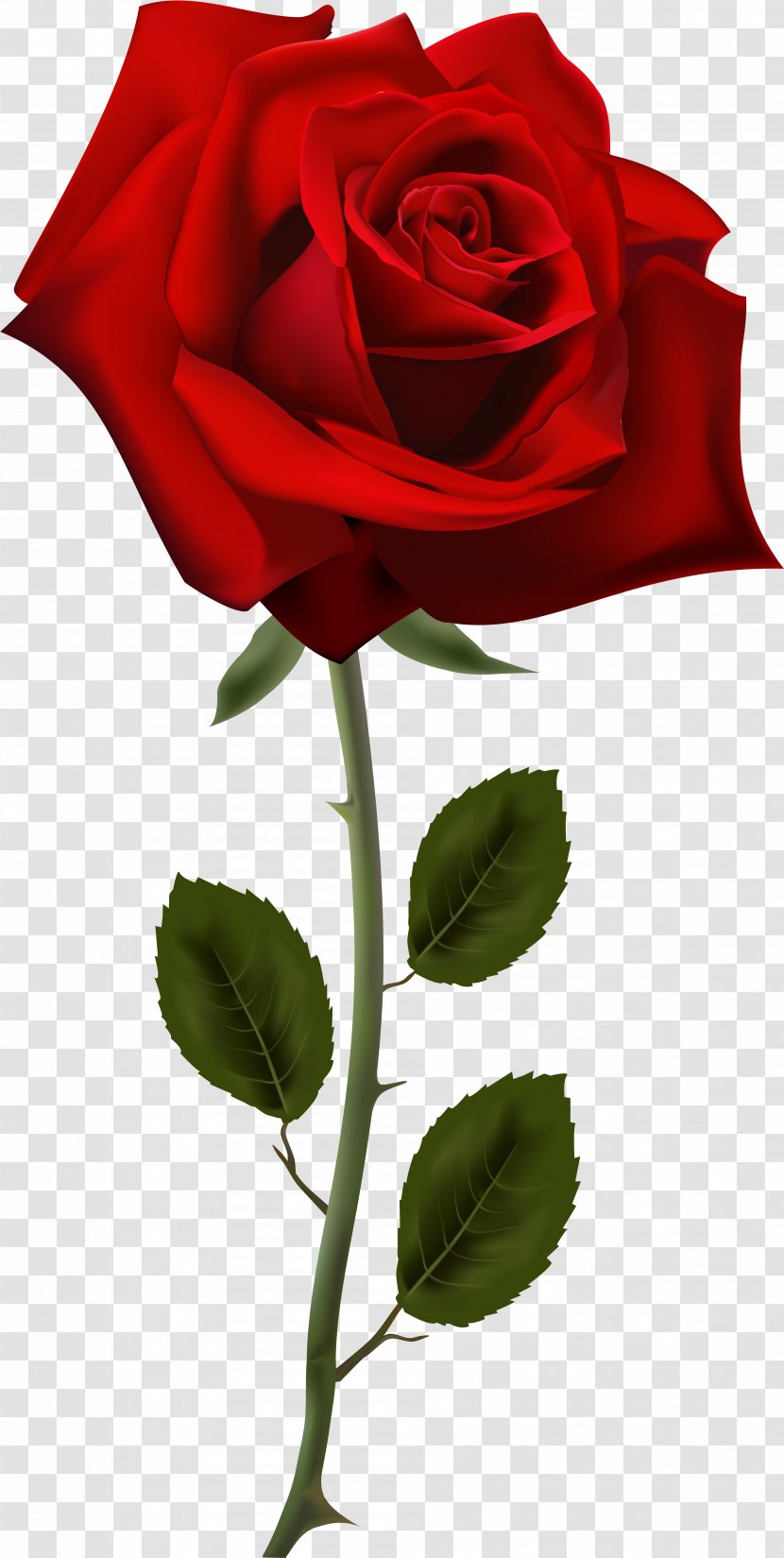 Rose Desktop Wallpaper Flower Clip Art - Family - Red Transparent PNG