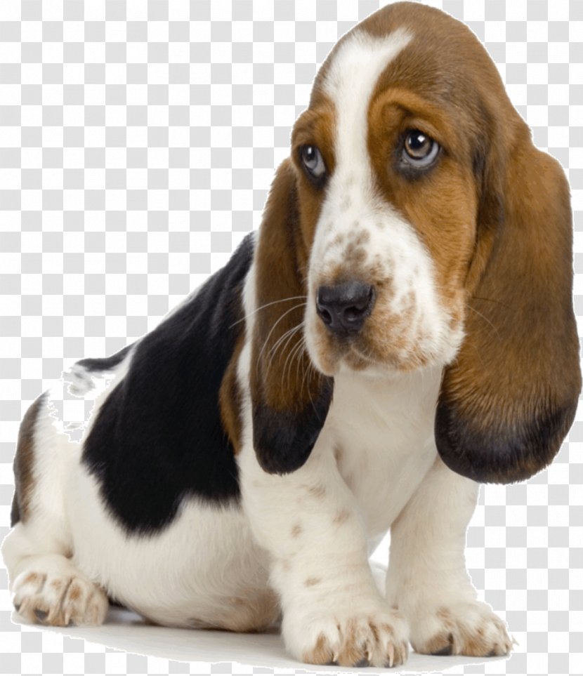 Basset Hound Bloodhound Puppy Bluetick Coonhound Beagle - Dog Breeding Transparent PNG