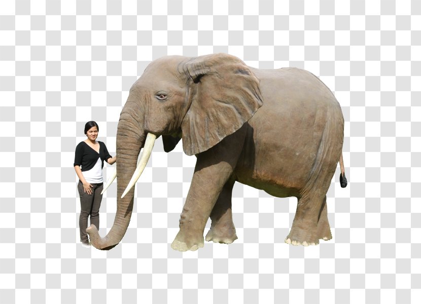 African Elephant Indian Tusk Polar Bear Transparent PNG