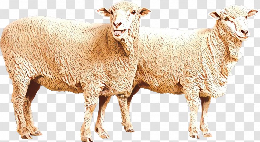 Sheep Goat Clip Art Image Illustration - Ovis - Livestock Transparent PNG