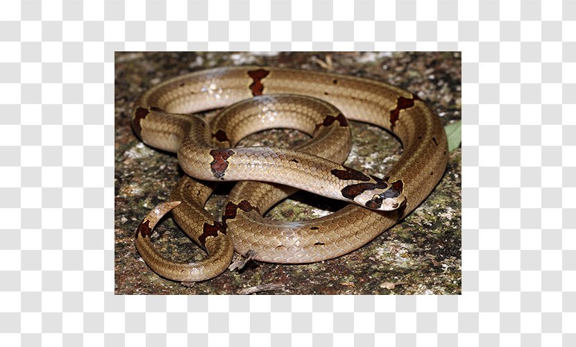 Boa Constrictor Garter Snake Kingsnakes Terrestrial Animal Transparent PNG