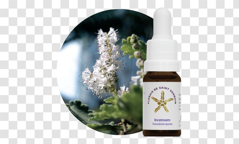 Bach Flower Remedies Health Natupoint Estoque - Panicgrass Transparent PNG