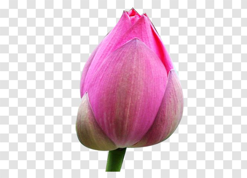 Tulip Bud Nelumbo Nucifera Clip Art - Lily Family Transparent PNG