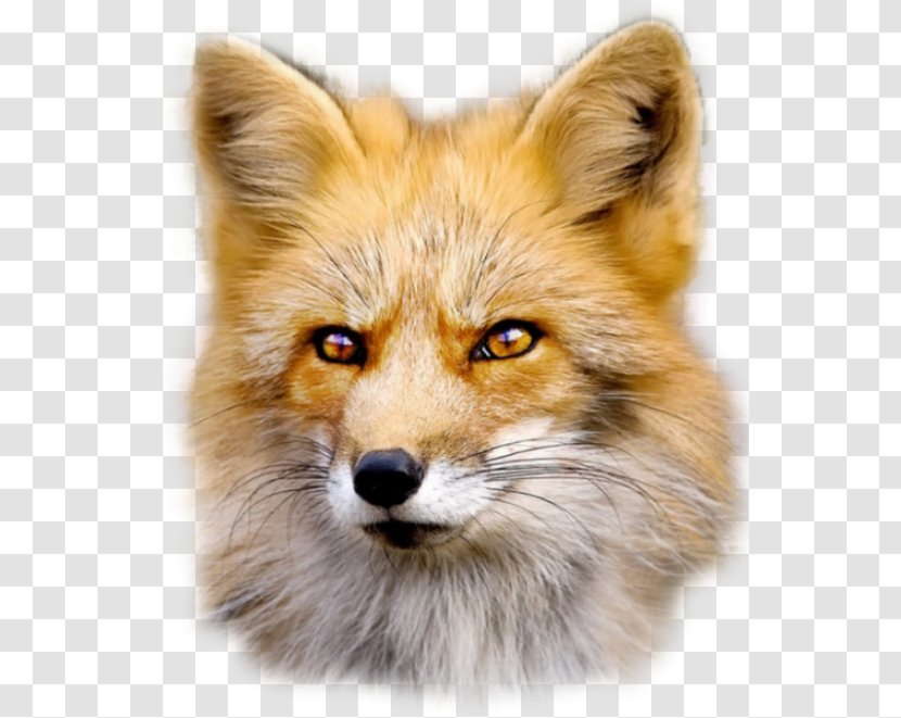 Red Fox Dog Fur - Mammal Transparent PNG