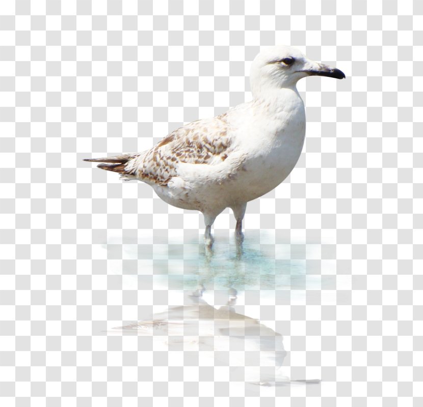 European Herring Gull Great Black-backed Gulls Birds And People - Bird Transparent PNG