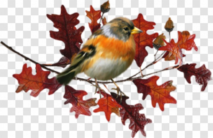Bird Autumn Let's Go Rain Leaf - European Robin Transparent PNG