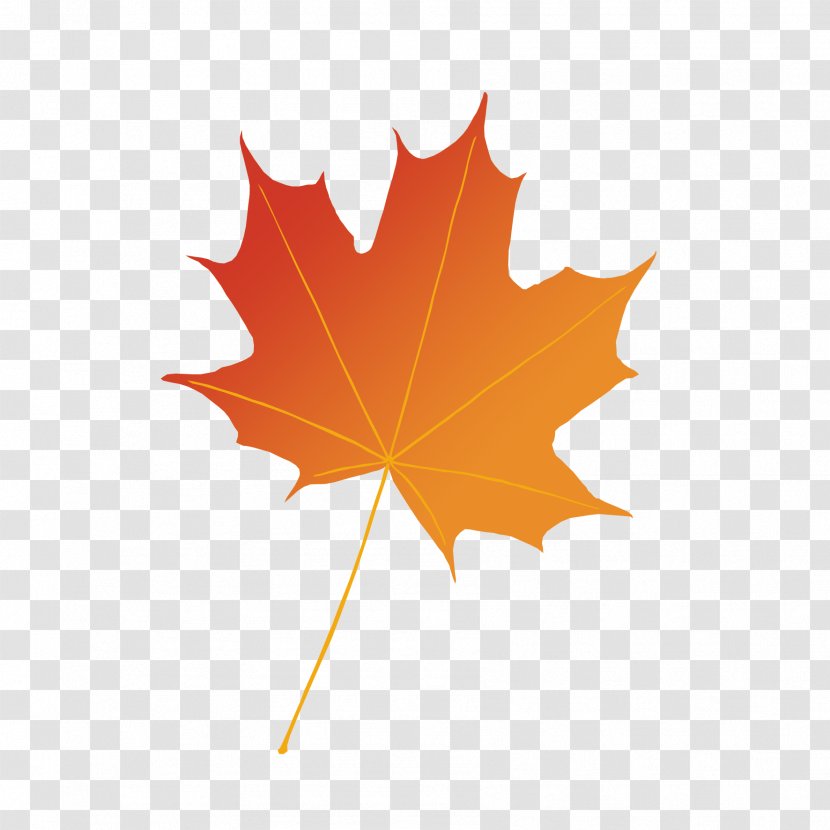 Maple Leaf Photography Illustration Autumn - Plant Transparent PNG