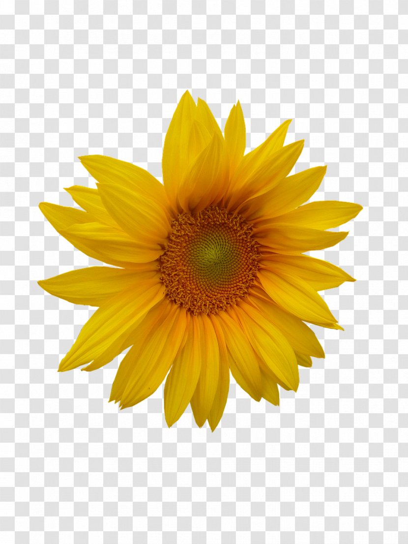 Common Sunflower Photography Royalty-free - Stock - Oil Transparent PNG